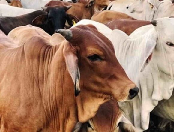 Pemprov Banten Siapkan 10 Ribu Dosis Vaksin Antisipasi LSD Hewan Kurban