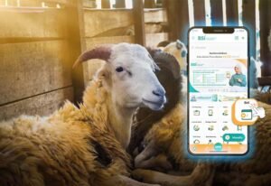BSI Maslahat Siap Distribusikan Daging Kurban via Online