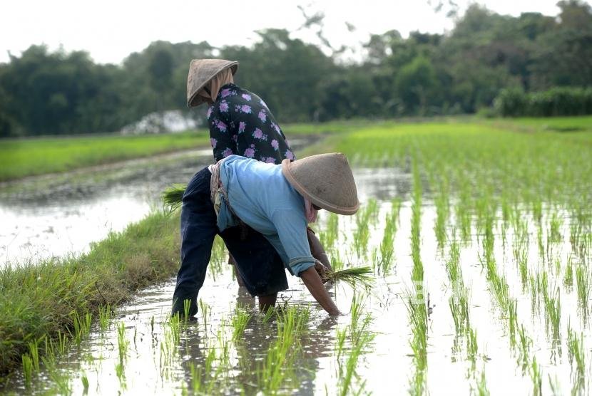 Hadapi El Nino, Bupati Pandeglang Ajak Petani Percepat Tanam