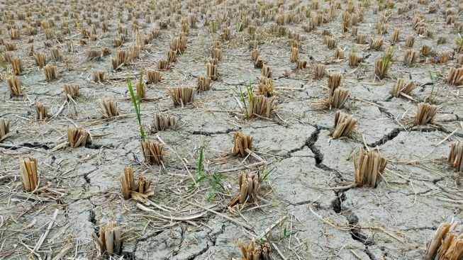 Pemkab Tangerang Tetapkan Status Siaga Bencana Kekeringan