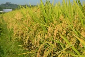 Dinas Pertanian Lebak: Hasil Panen di Lebak Capai 28.000 Hektar dari Agustus – September 2023