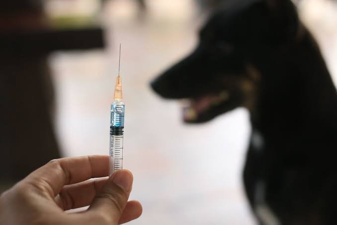 DKP Tangerang: Vaksinasi Rabies Gratis, 1 KTP 2 Hewan