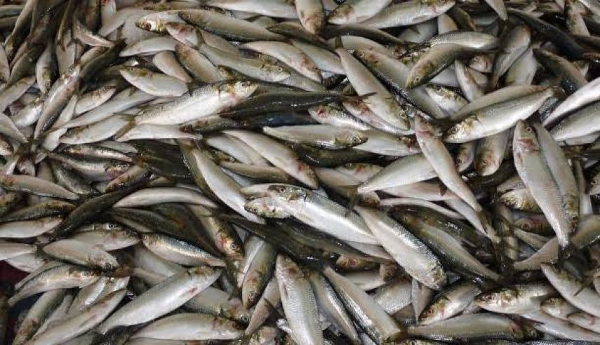 Dinas Perikanan Kabupaten Lebak Apresiasi Ikan Pelagis Tembus Pasar Ekspor