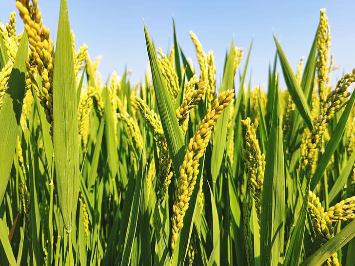 DPKP Kabupaten Tangerang: 4.747 Hektare Lahan Sawah Masih Bisa Panen Padi