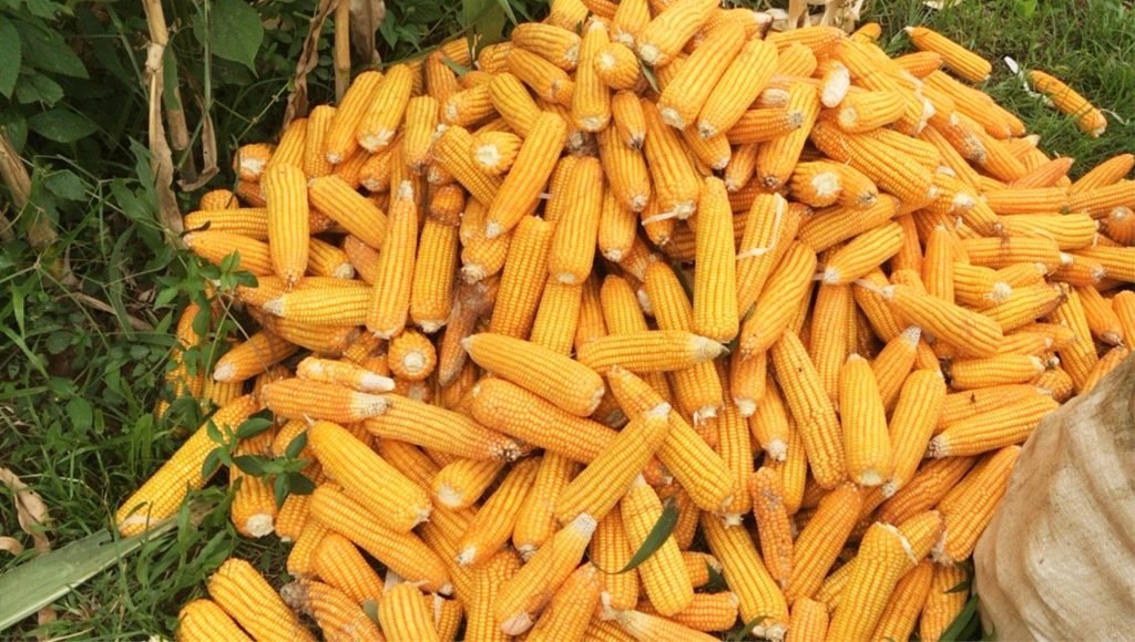 Kemarau Panjang, Produksi Jagung di Kabupaten Lebak Turun