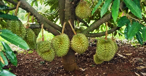 Di Kabupaten Lebak, Musim Panen Durian Mundur Jadi Bulan Januari-Februari 2024