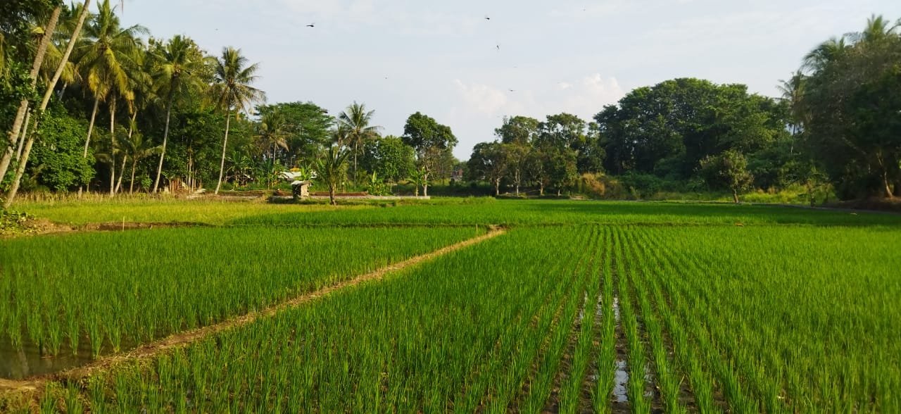 Januari 2024, Pemkab Lebak Targetkan Angka Tanam Padi Hingga 3.743 Hektare