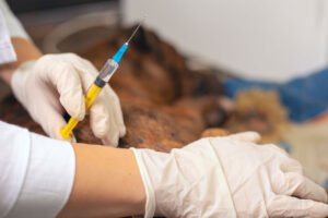 DKP Kota Tangerang Gelar Pelayanan Vaksinasi Rabies Gratis