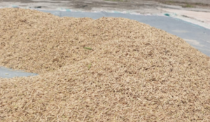 Ditampung tengkulak sebesar Rp7.000/kg, Petani padi di Lebak kantongi keuntungan