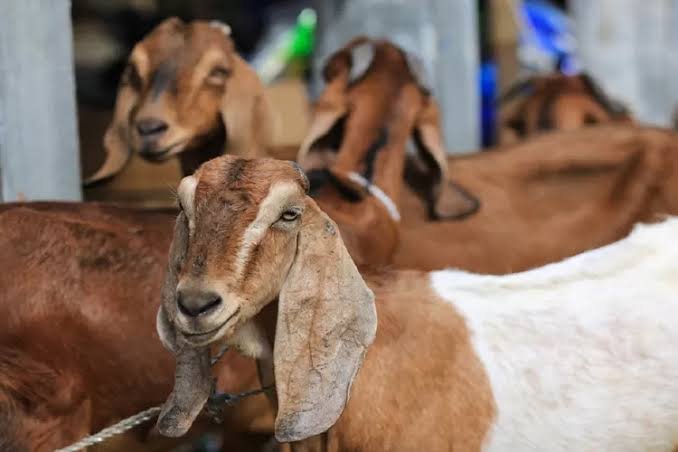 Baznas Tangerang telah kumpulkan 33 ekor sapi dan 10 ekor kambing