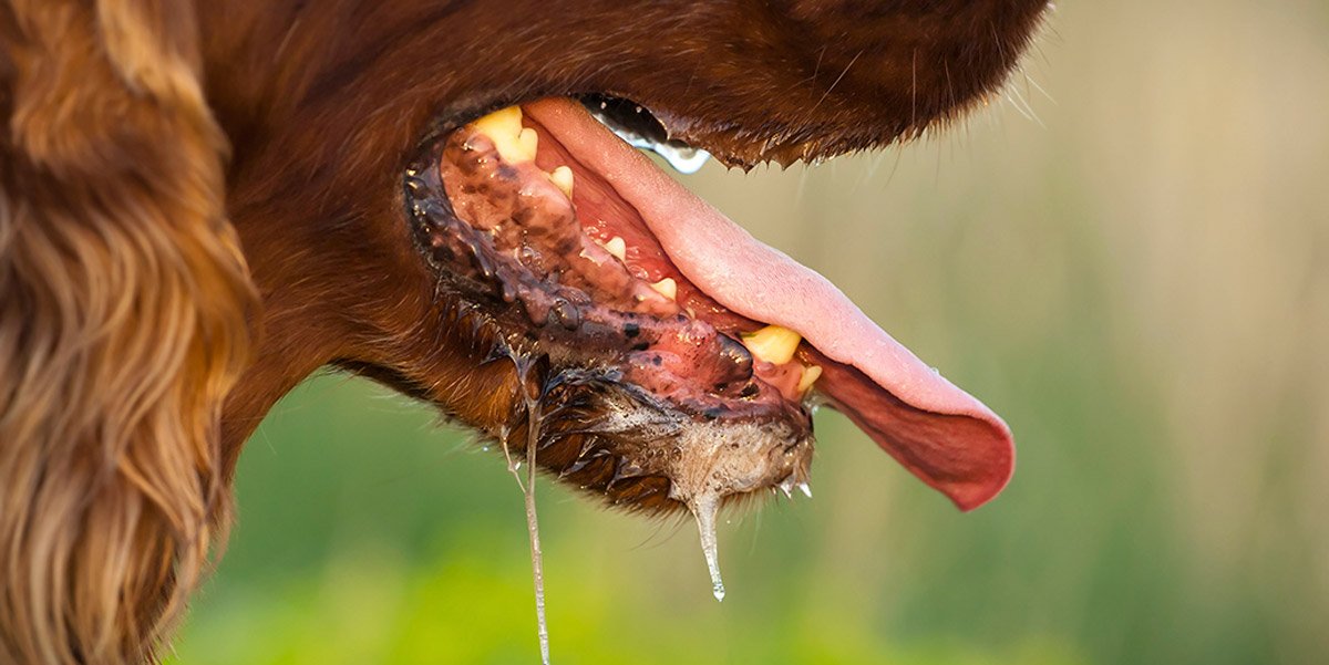 Karena program VAR, Kabupaten Lebak bebas rabies