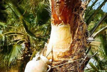 Kemenperin Ungkap Peluang Ekonomi Baru dari Nira Sawit untuk Petani Kemenperin Ungkap Peluang Ekonomi Baru dari Nira Sawit untuk Petani