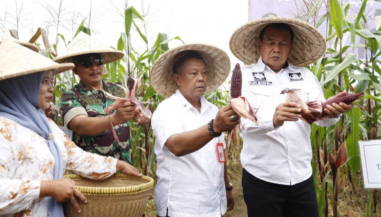 Dukung Pertanian Lokal, Bupati Tangerang Panen Jagung Pulut Bersama Petani Dukung Pertanian Lokal, Bupati Tangerang Panen Jagung Pulut Bersama Petani