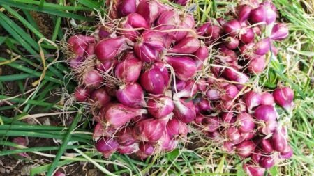 DKP Kota Tangerang Panen 1,5 Ton Bawang Merah
