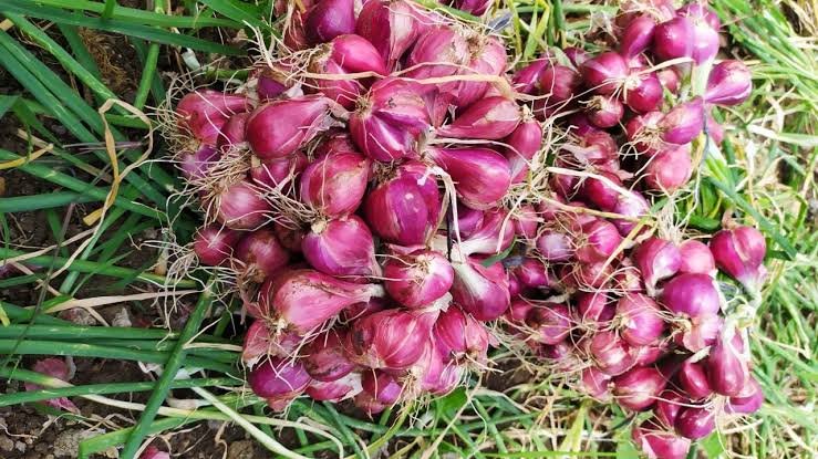 DKP Kota Tangerang Panen 1,5 Ton Bawang Merah DKP Kota Tangerang Panen 1,5 Ton Bawang Merah