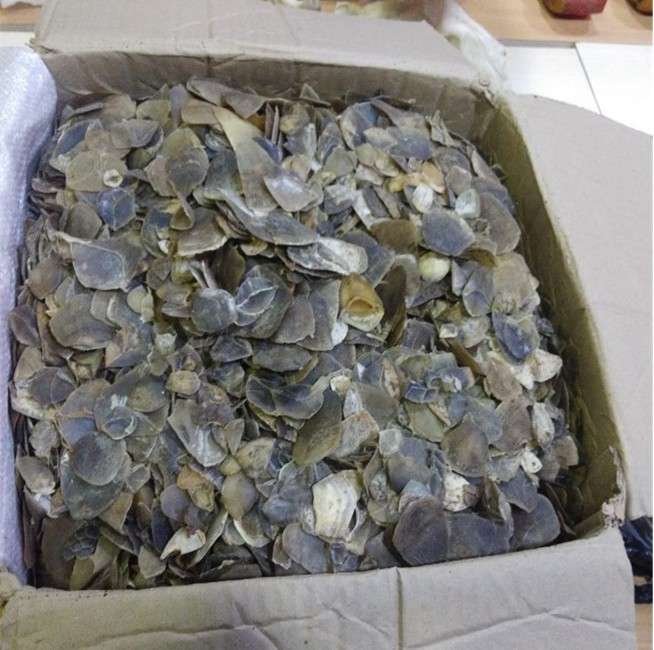 TNI AL Gagalkan Penyelundupan Trenggiling Dapat Apresiasi Gubernur Banten