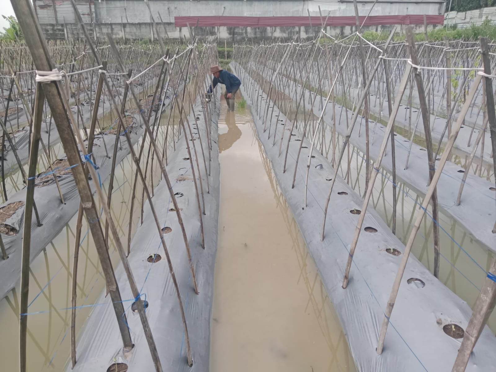 Perkuat Ketahanan Pangan, Petani Binaan BAZNAS  di Teluknaga Kabupaten Tangerang Tanam 3.000 Bibit Melon