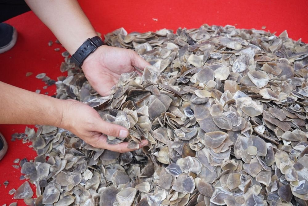 TNI AL Selamatkan 780 Kg Sisik Trenggiling, Andra Soni Tegas Lawan Perdagangan Ilegal