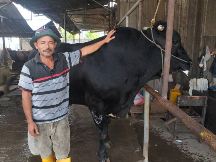 Sapi Jumbo 1,1 Ton Milik Peternak Cipondoh Dibeli Presiden Prabowo untuk Kurban