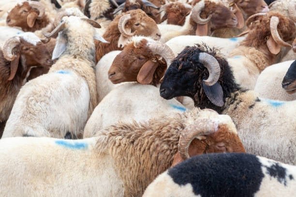 Sambut Iduladha, 70 Sapi dan 5 Domba Kurban Dibagikan untuk Warga Banten