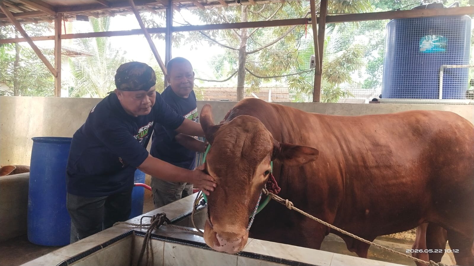 Sapi Jumbo Asal Serang Masuk Kandidat Hewan Kurban Presiden